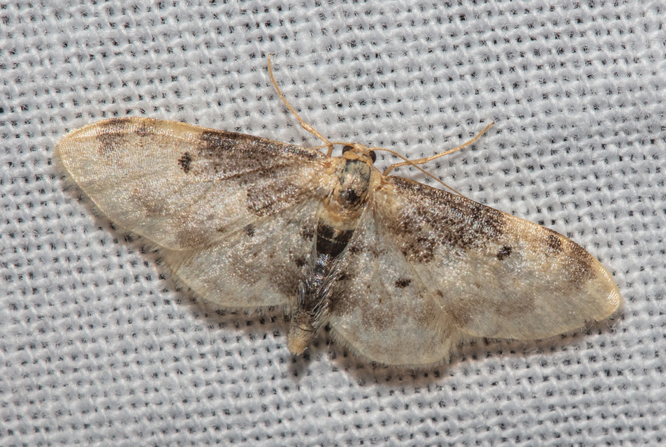 Idaea filicata - sötéttövű apróaraszoló