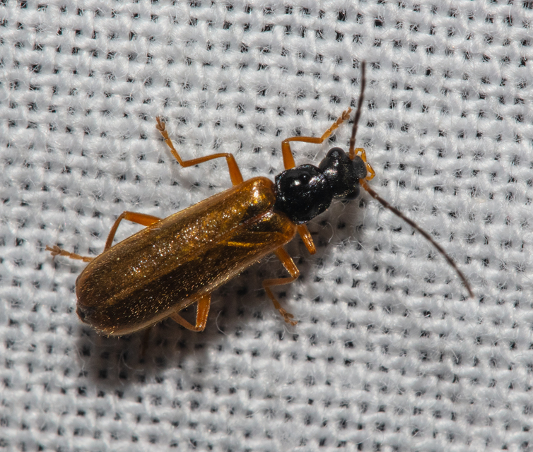Rhagonycha lignosa - cserjés-lágybogár