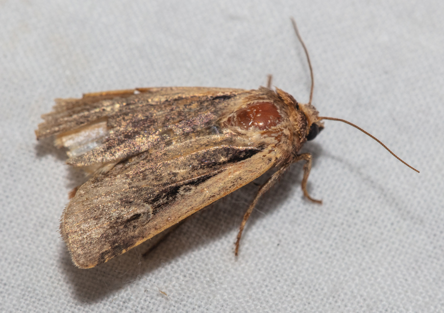 Ochropleura plecta - fehérszegélyű fűbagoly