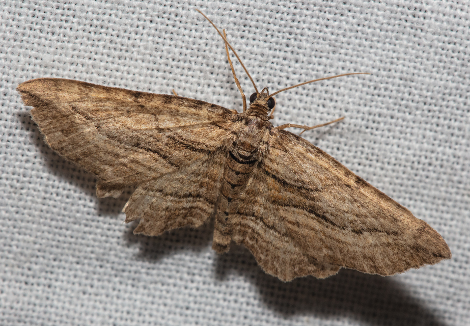 Horisme corticata - barna iszalagaraszoló