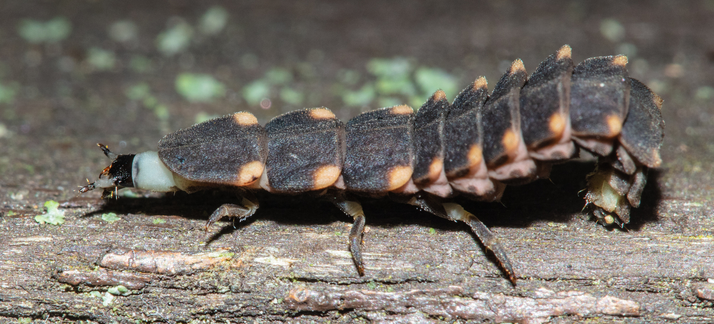 Lampyris noctiluca - nagy szentjánosbogár