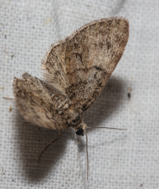 Eupithecia dodoneata - tölgy-törpearaszoló