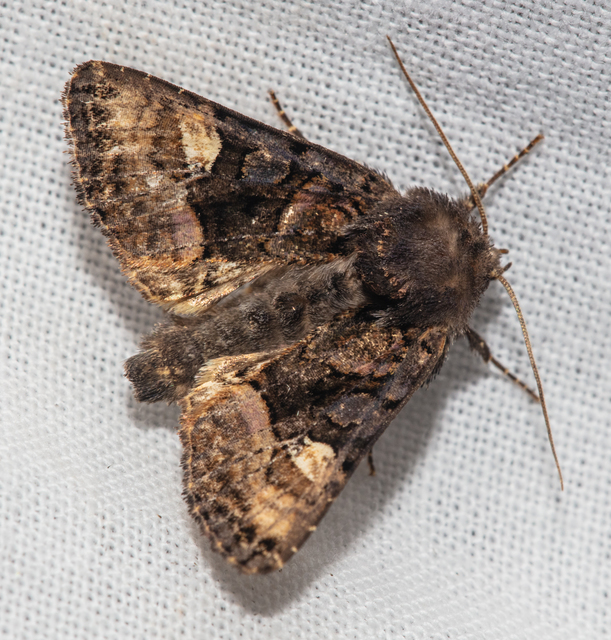 Euplexia lucipara - szeder-csipkésbagoly