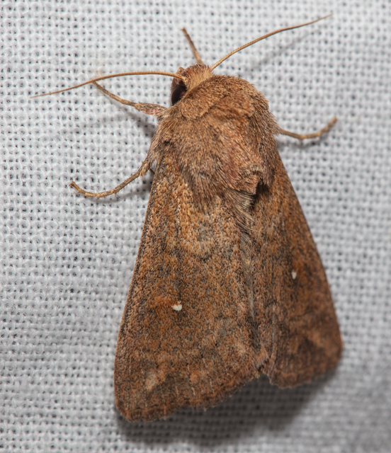 Mythimna albipuncta - fehérpettyes rétibagoly