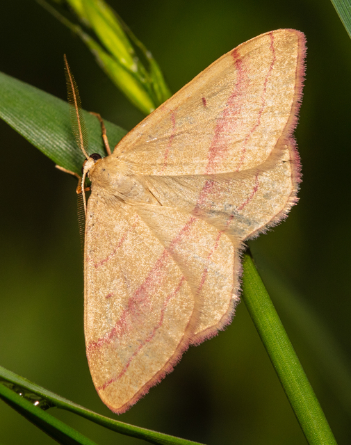 Rhodostrophia vibicaria - pirosszélű araszoló