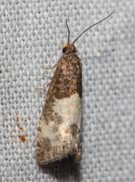 Notocelia cynosbatella - rózsahajtás-tükrösmoly