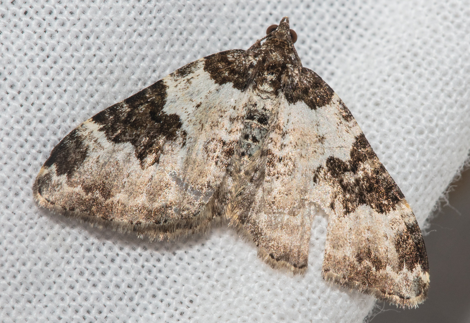Xanthorhoe fluctuata - közönséges tarkaaraszoló