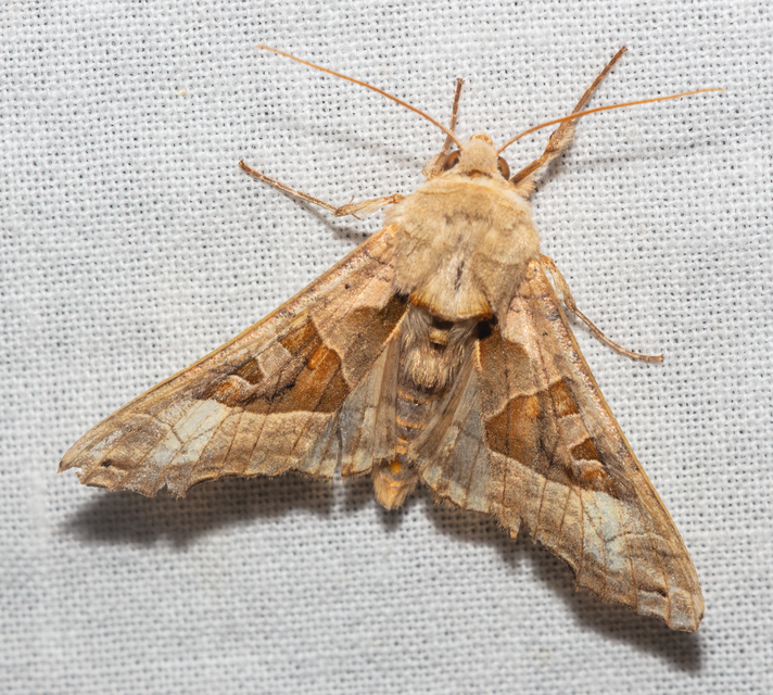 Phlogophora meticulosa - vándorló csipkésbagoly