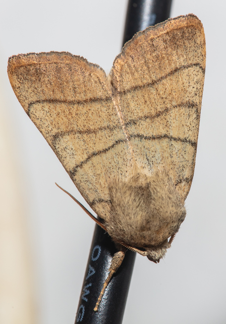 Charanyca trigrammica - háromsávos lombbagoly