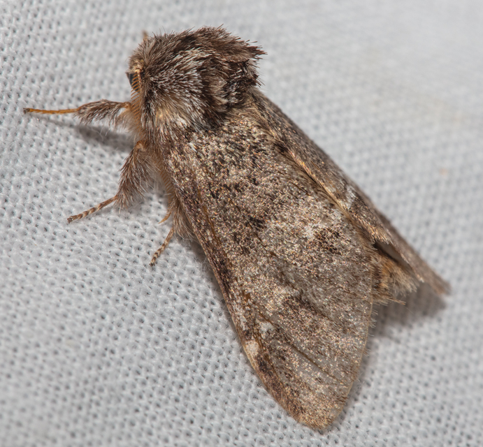 Drymonia ruficornis - cserfa-púposszövő