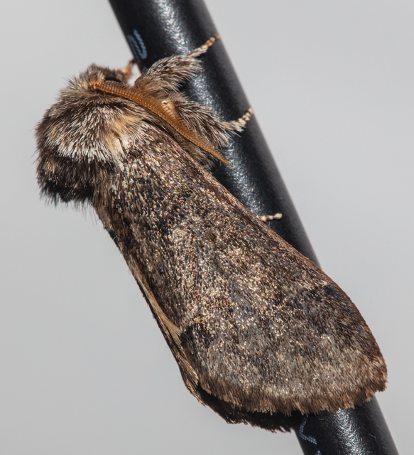 Drymonia ruficornis - cserfa-púposszövő