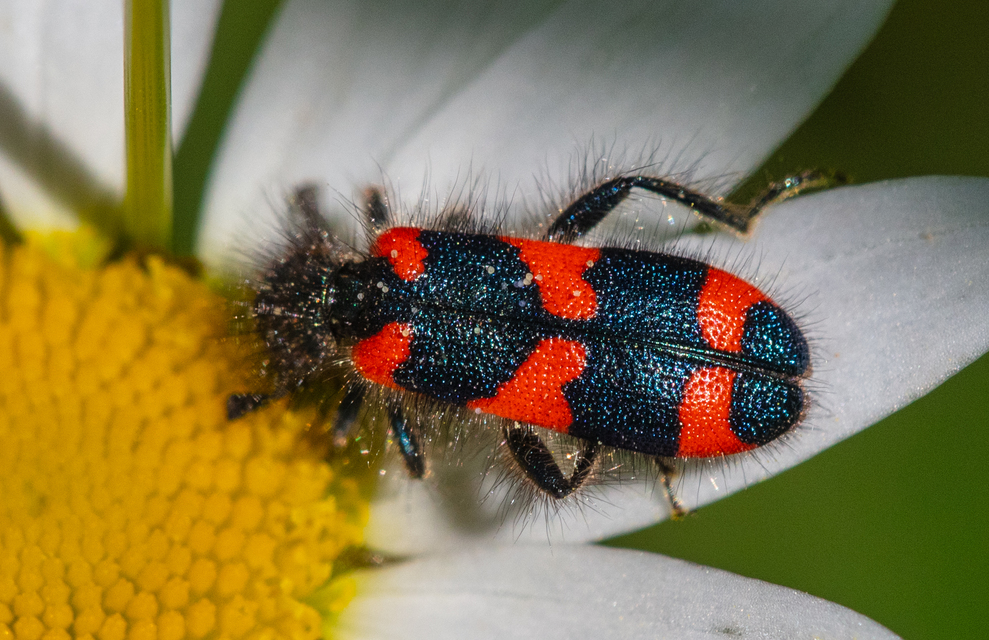 Trichodes favarius - hatfoltos méhészbogár