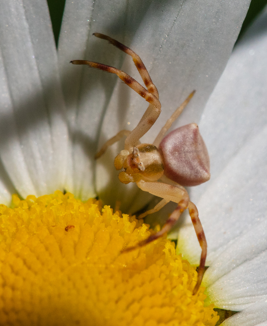 Thomisus onustus - fehér karolópók