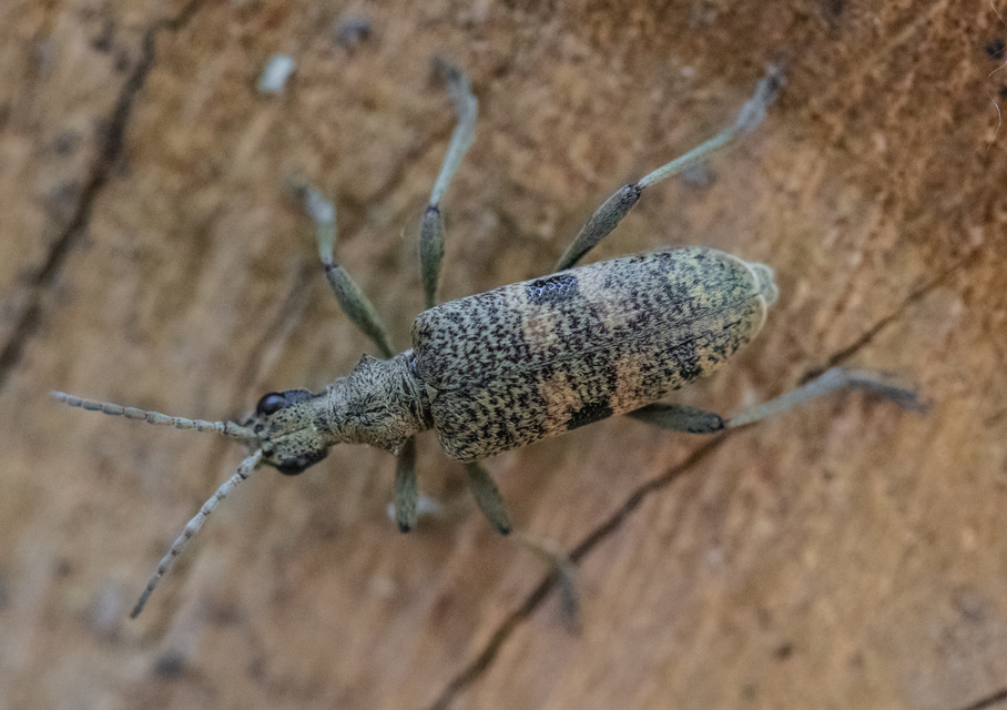 Rhagium mordax - cser-tövisescincér