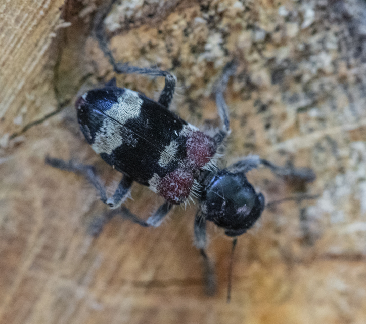 Clerus mutillarius - feketenyakú szúfarkas