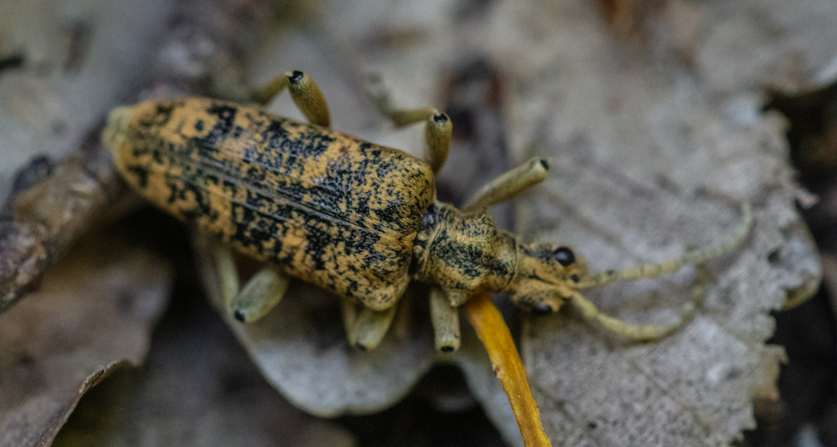 Rhagium sycophanta - tölgyes-tövisescincér