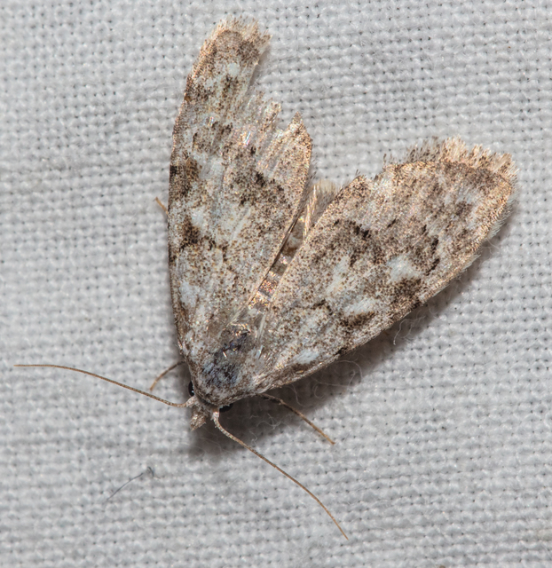 Nola confusalis - apró pamacsosszövő