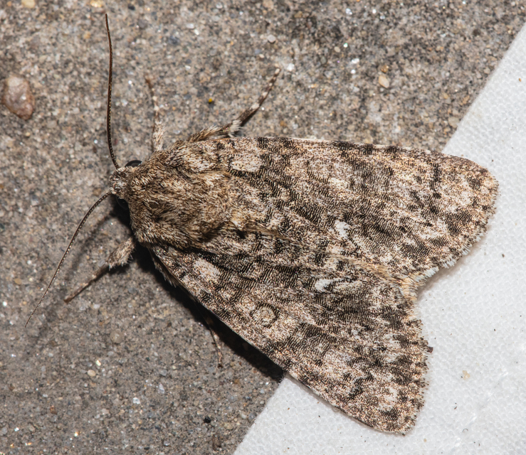 Acronicta rumicis - sóska-szigonyosbagoly