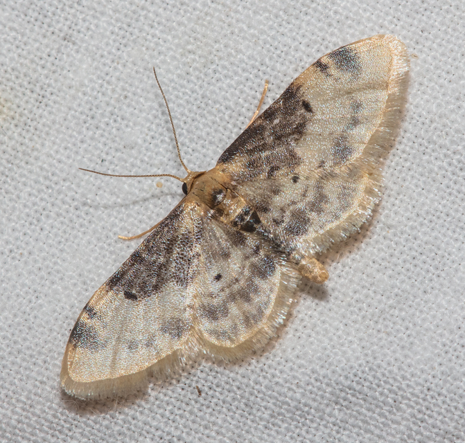 Idaea filicata - sötéttövű apróaraszoló