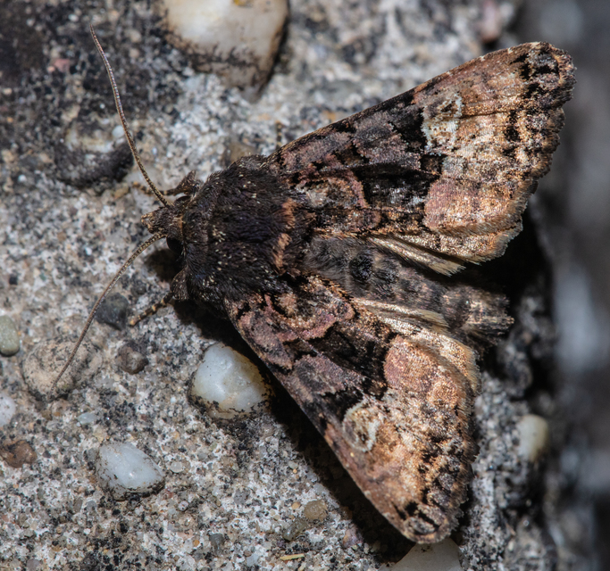 Euplexia lucipara - szeder-csipkésbagoly