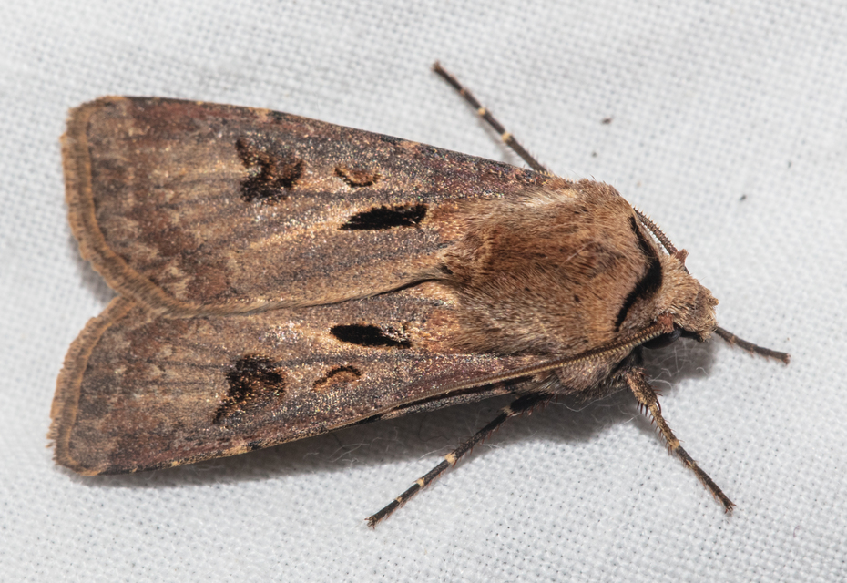 Agrotis exclamationis - felkiáltójeles földibagoly