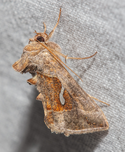 Macdunnoughia confusa - cseppfoltos ezüstbagoly