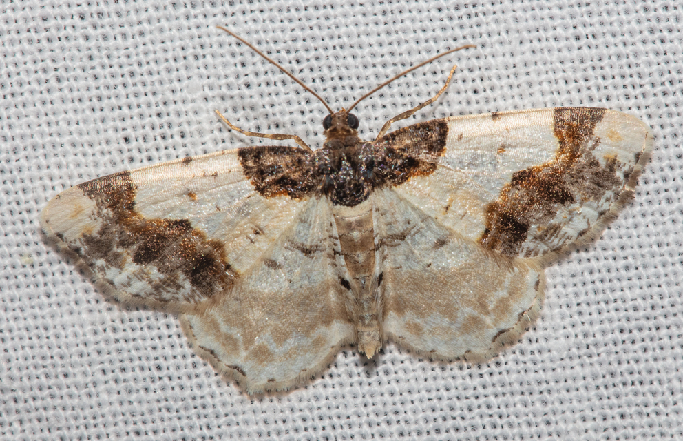 Ligdia adustata - barna levélaraszoló