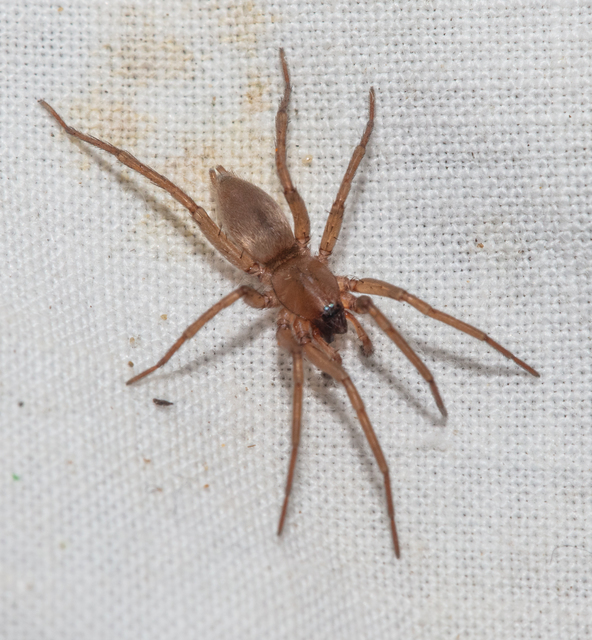 Drassodes/Drassodex