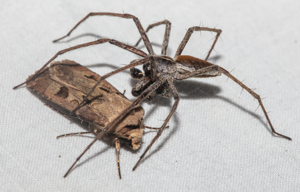 Pisaura mirabilis - csodáspók