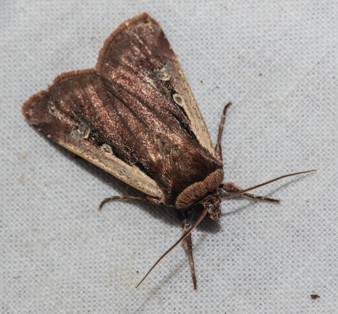 Ochropleura plecta - fehérszegélyű fűbagoly
