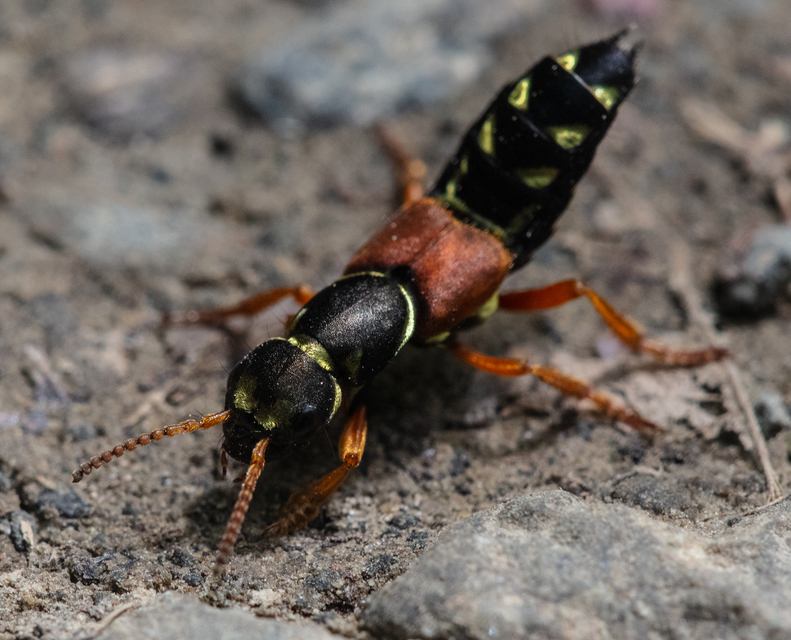 Staphylinus caesareus - aranysujtásos holyva