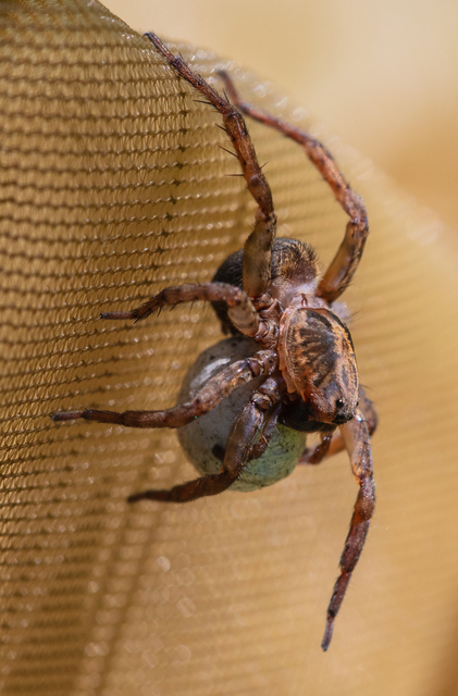Trochosa