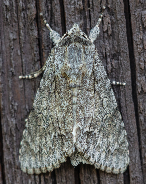 Acronicta aceris - vadgesztenye-szigonyosbagoly