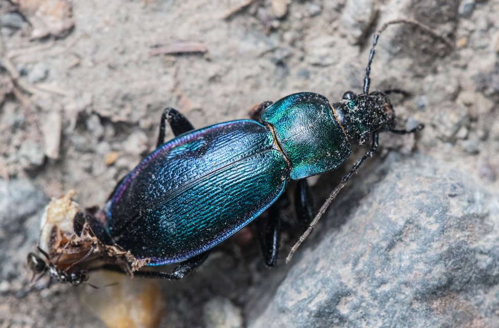 Carabus scheidleri jucundus - pompás változó futrinka