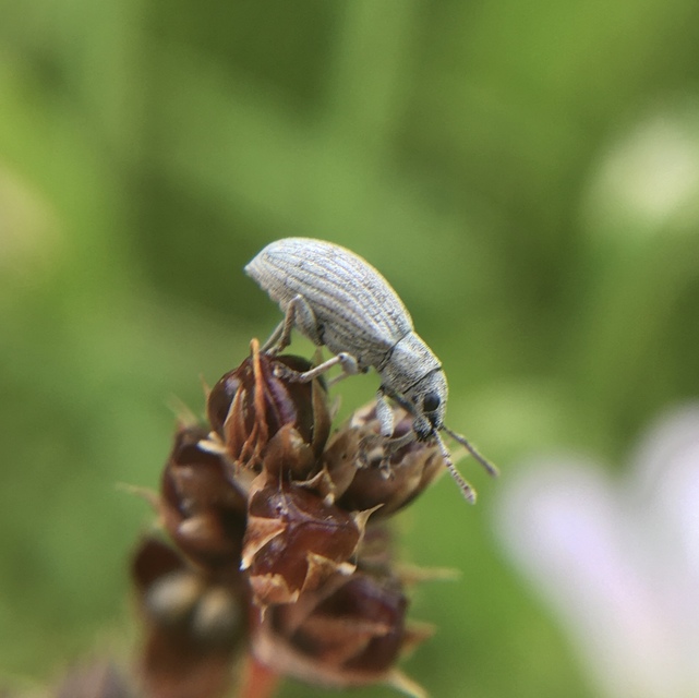 Polydrusus tibialis - gyepi lombormányos