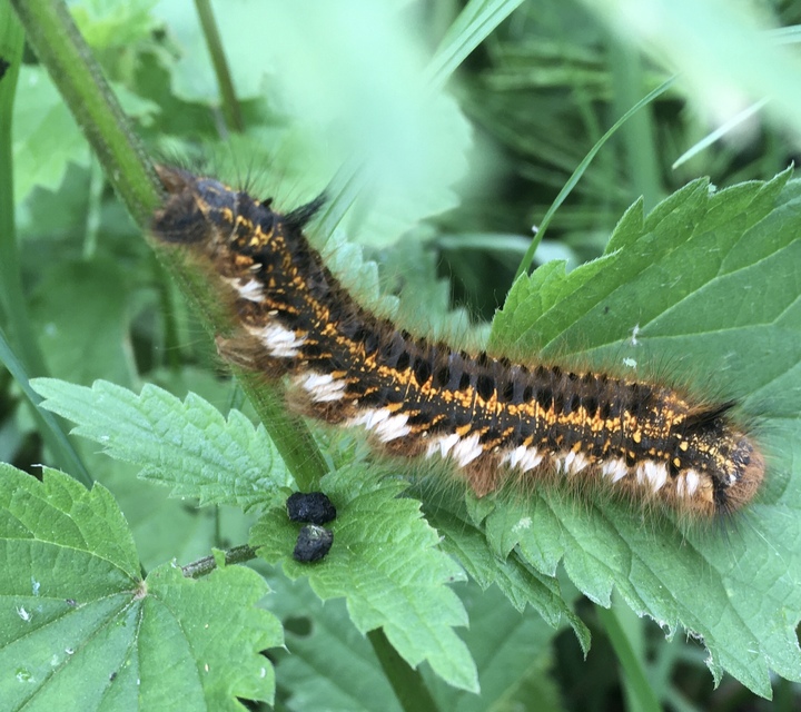 Euthrix potatoria - szomjas pohók