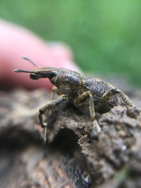 Cleonis pigra - közönséges bogáncsbarkó