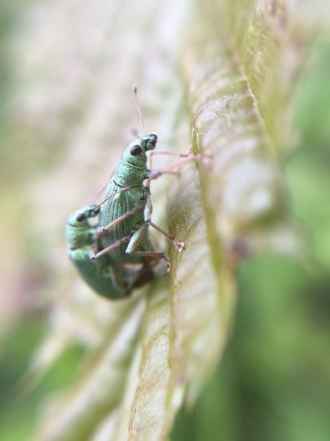 Polydrusus formosus - selymes lombormányos