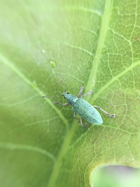 Polydrusus formosus - selymes lombormányos
