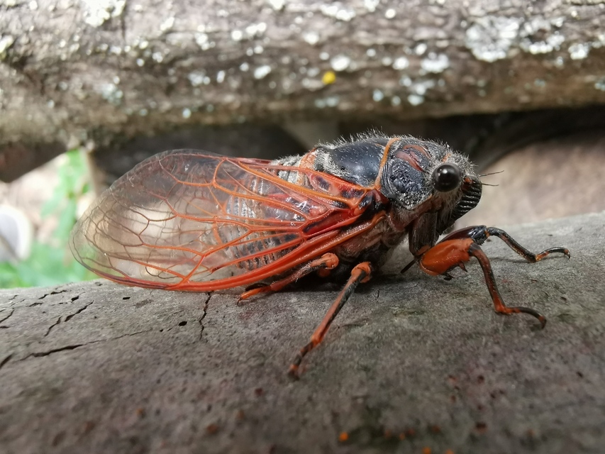 Tibicina haematodes - óriás-énekeskabóca