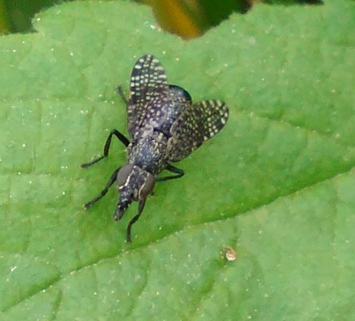 Platystoma