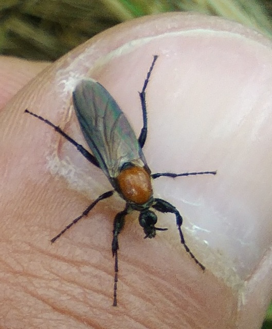 Bibionidae - bársonylegyek