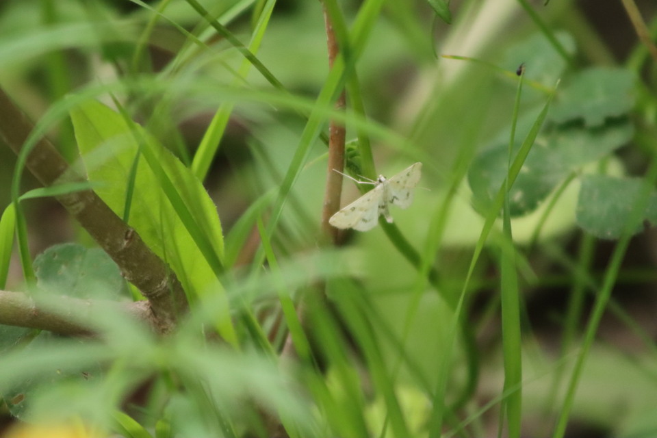Parapoynx stratiotata - közönséges vízimoly