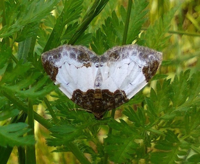 Mesoleuca albicillata - tarka fűzfaaraszoló