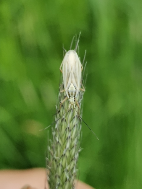 Acetropis