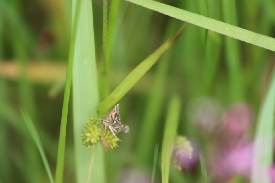 Diasemia reticularis - betűmintás tűzmoly