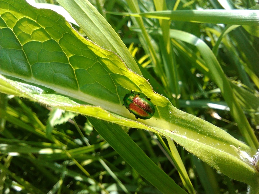 Chrysolina graminis - zöld varádicslevelész