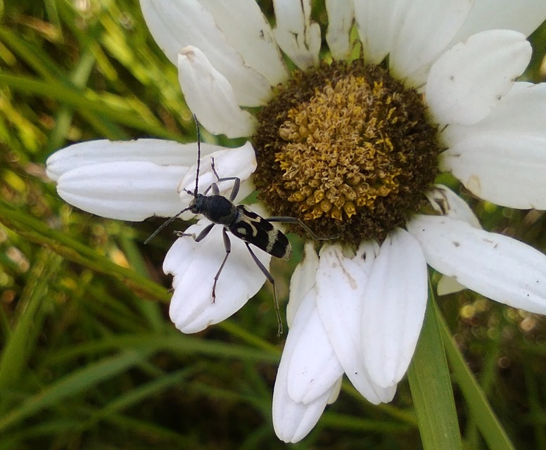 Chlorophorus figuratus - rajzos darázscincér