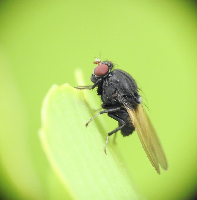 Minettia longipennis