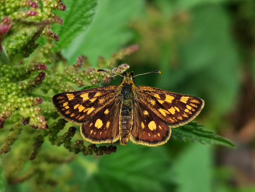Carterocephalus palaemon - kockás busalepke